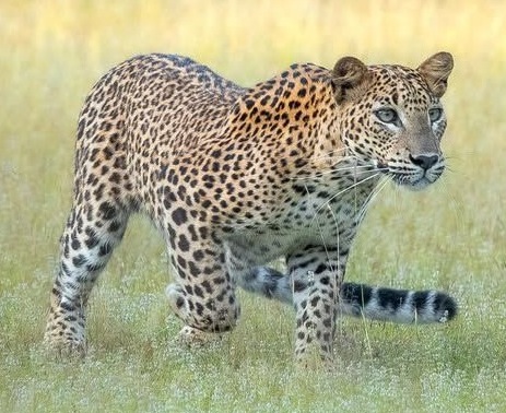 Leopard