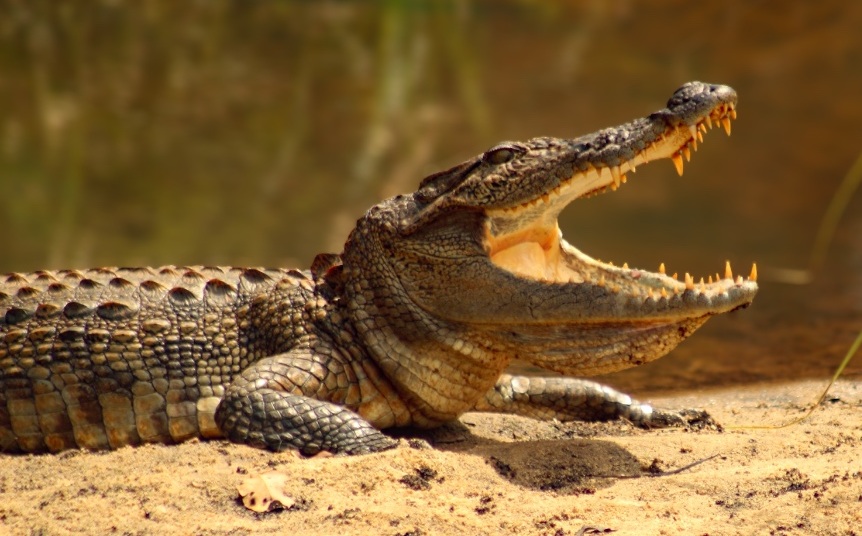 Crocodile