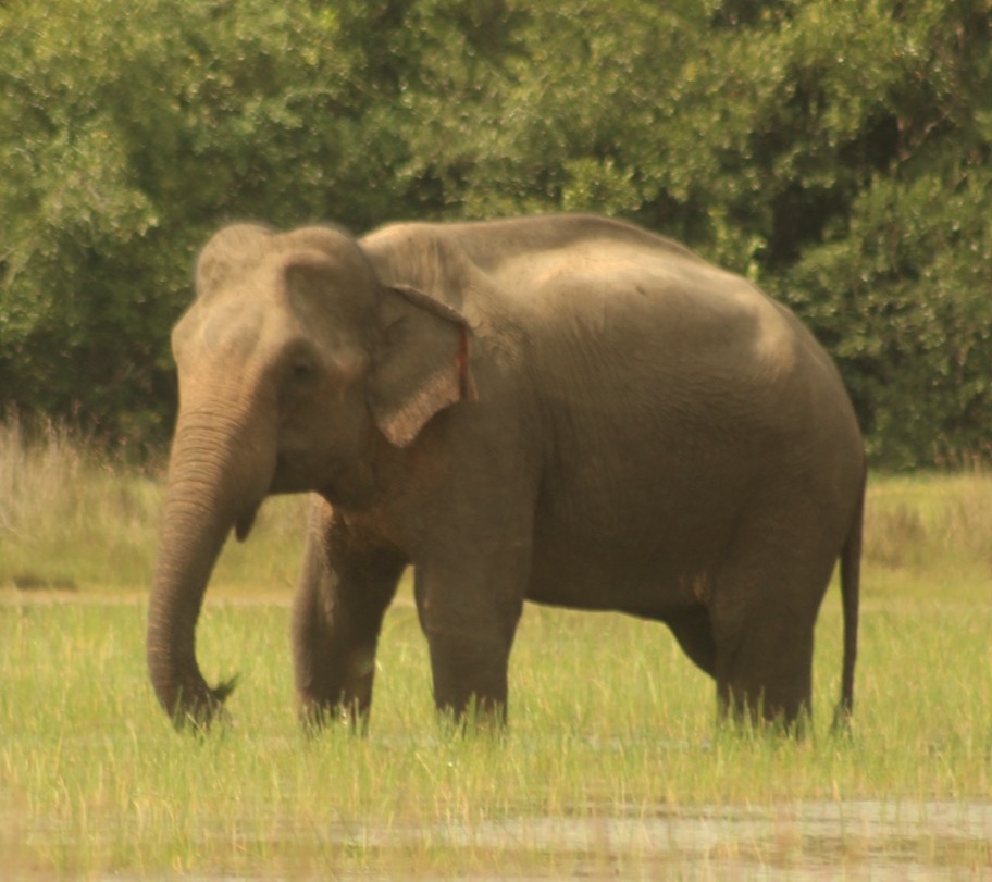 Elephant