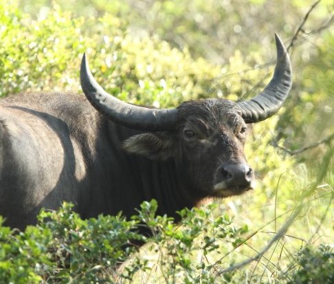 Water Buffalo