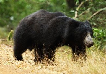 Sloth Bear